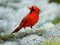 Spel Birds Puzzle på nätet