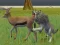 Spel Wolf Life Simulator på nätet