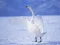 Spel Graceful Swans på nätet