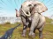 Spel Zoo Anomaly Simulation på nätet
