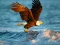 Spel Animals Jigsaw Puzzle Eagle på nätet