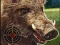 Spel Boar Hunting Jigsaw på nätet