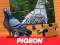 Spel Pigeon Jigsaw Puzzle på nätet