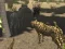 Spel African Cheetah Hunting Simulator på nätet