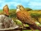 Spel Birds of Prey Slide på nätet