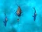 Spel Avoid the Sharks på nätet