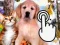 Spel Pets Clicker på nätet