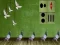Spel Pigeon Escape 2 på nätet