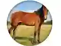 Spel Animal Quiz på nätet