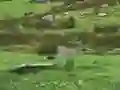 Spel Pigeons Hunting på nätet