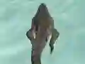 Spel Crocodile Simulator Beach Hunt på nätet