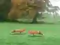 Spel Hunted Fox på nätet
