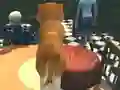 Spel Dog Simulator: Puppy Craft på nätet