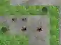 Spel Spider Tower Defence på nätet