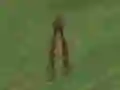 Spel Dino Hunt på nätet