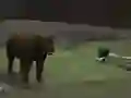 Spel Bear Den på nätet