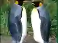Spel Penguin Puzzle på nätet