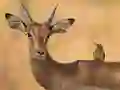 Spel Wild Deer Jigsaw på nätet