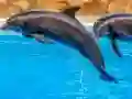Spel Sea Dolphin Jigsaw på nätet
