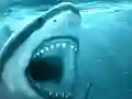 Spel Hungry Shark på nätet