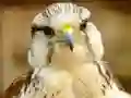 Spel Gyrfalcon Jigsaw på nätet