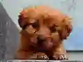Spel Puppy Puzzle på nätet