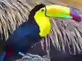 Spel Toucan Bird Jigsaw på nätet