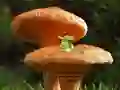 Spel Mushroom Plant Land Escape på nätet
