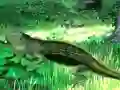 Spel Lizard Forest Escape på nätet