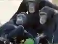 Spel Funny Chimpanzee Jungle Escape på nätet