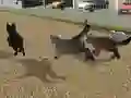 Spel Run Cat Cat Race på nätet