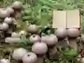 Spel Lycoperdon Mushroom Land Escape på nätet