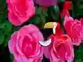 Spel Precious Rose Escape på nätet