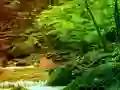 Spel Peaceful Rainbow Forest Escape på nätet