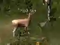 Spel Sniper Hunting Deadly Animal på nätet