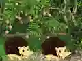 Spel Escape From Mango Farm på nätet