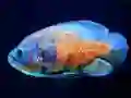 Spel Tiger Fish Jigsaw på nätet
