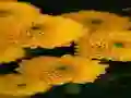 Spel Chrysanthemums Jigsaw på nätet