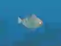 Spel Fish Companions på nätet
