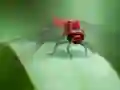 Spel Dragon Fly Jigsaw på nätet
