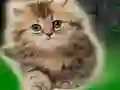 Spel Couple Kitten Escape på nätet