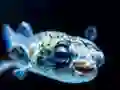 Spel Puffer Fish Jigsaw på nätet
