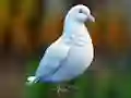 Spel Realistic Pigeon Rescue på nätet
