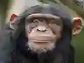 Spel Chimpanzee Jigsaw på nätet