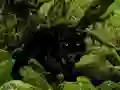Spel Escape from Black Panther Forest på nätet