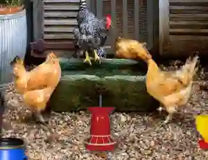 Spel Poultry Farm Easter Escape på nätet