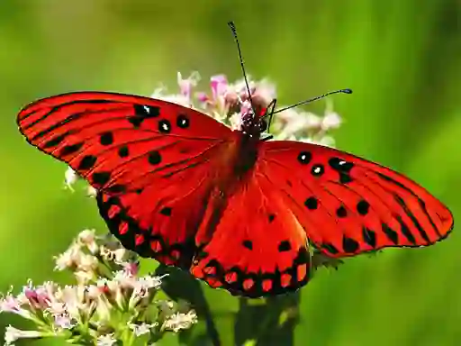 Spel Nature Jigsaw Puzzle Butterfly på nätet