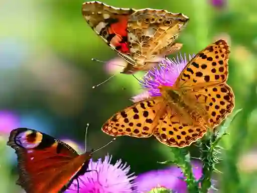 Spel Butterfly Slide på nätet