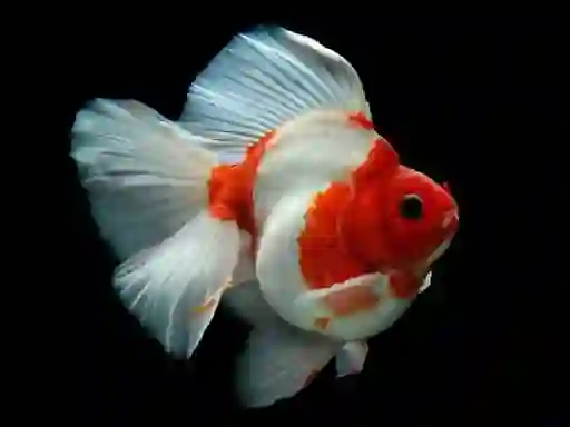 Spel Gold Fish Jigsaw Puzzle på nätet