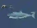 Spel Mad Shark på nätet